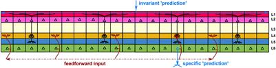 From Analog to Digital Computing: Is Homo sapiens’ Brain on Its Way to Become a Turing Machine?